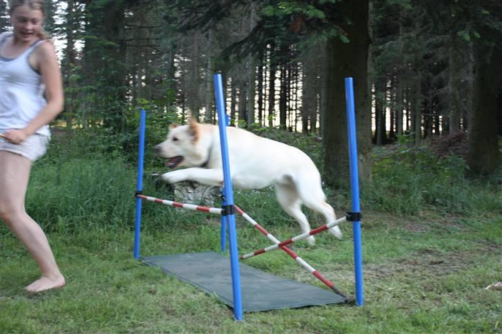 Labrador retriever sif <3  billede 2