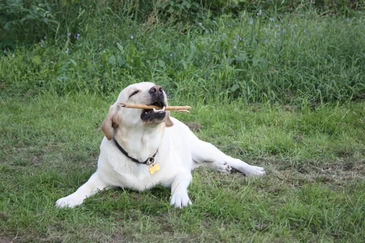 Labrador retriever sif <3  billede 3