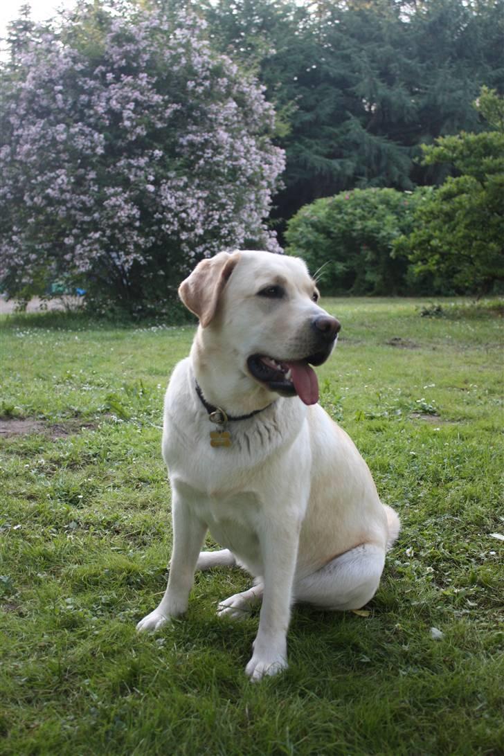 Labrador retriever sif <3  billede 4