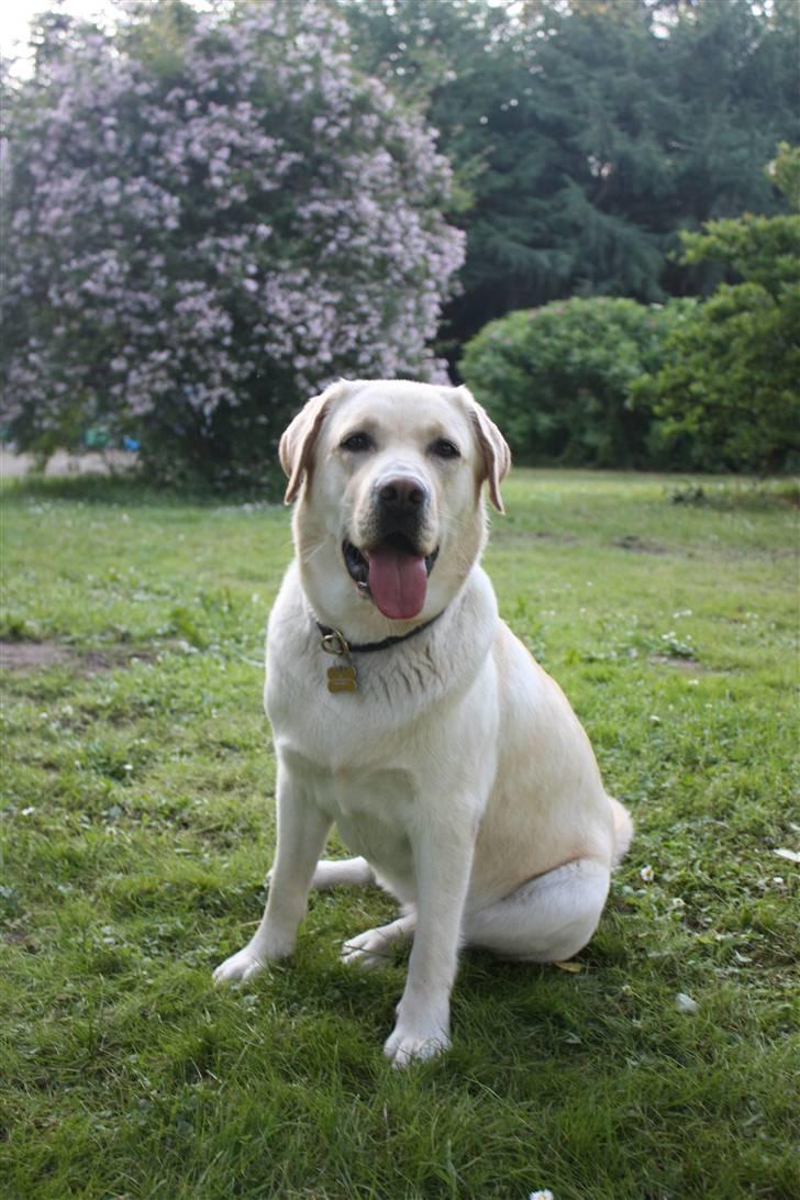 Labrador retriever sif <3  billede 5