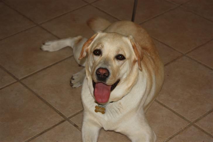 Labrador retriever sif <3  billede 6