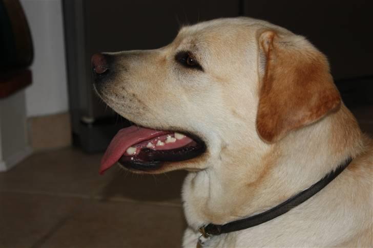 Labrador retriever sif <3  billede 7