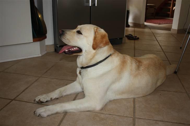 Labrador retriever sif <3  billede 8