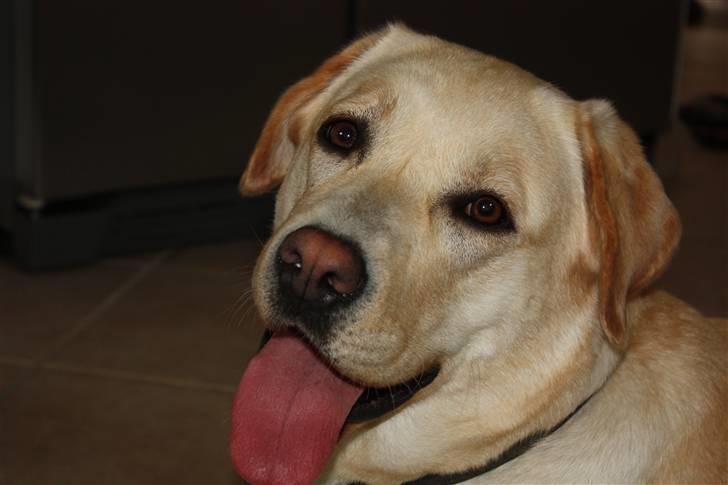 Labrador retriever sif <3  billede 9