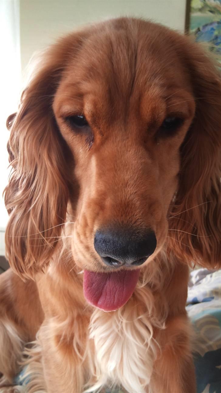 Cocker spaniel Sasha - Hejsa Alle zsammen...<3 billede 1