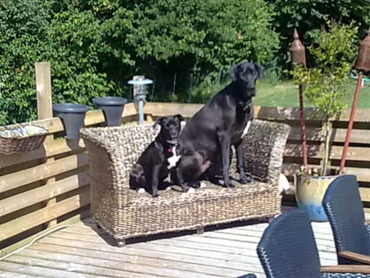 Grand danois hermann - hermann og lege kammeraten stiller op til potræt foto billede 14