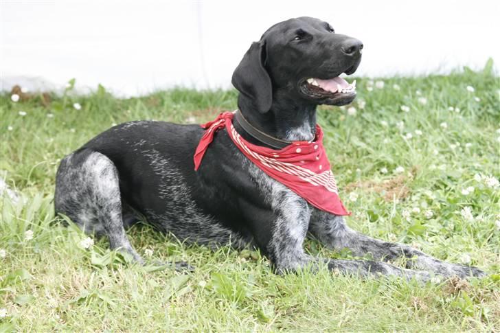 Blanding af racer Bella - Taget af Anette på Dog Camp 2010 billede 1