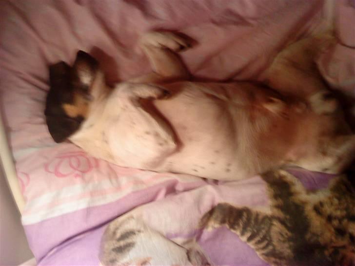 Dansk svensk gaardhund Plet billede 1