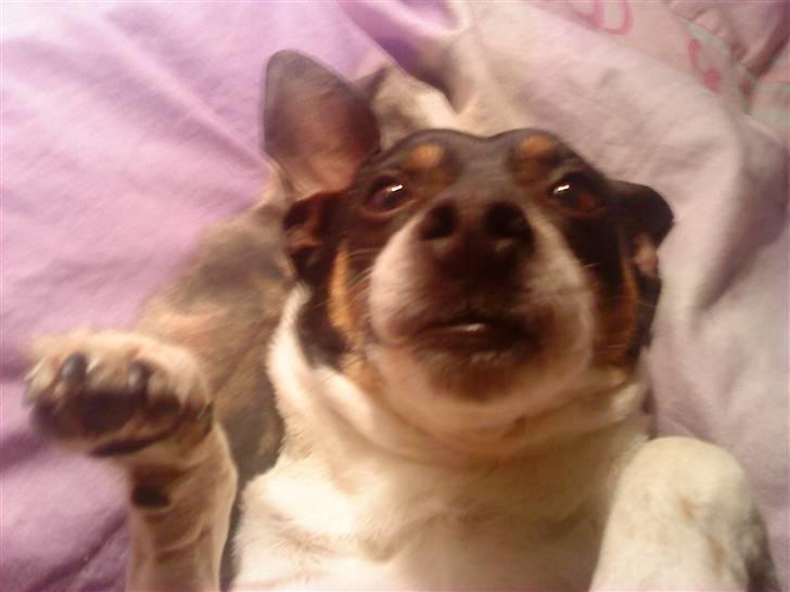 Dansk svensk gaardhund Plet billede 2