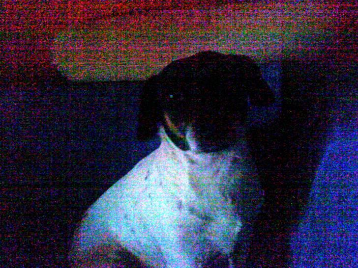 Dansk svensk gaardhund Plet billede 3