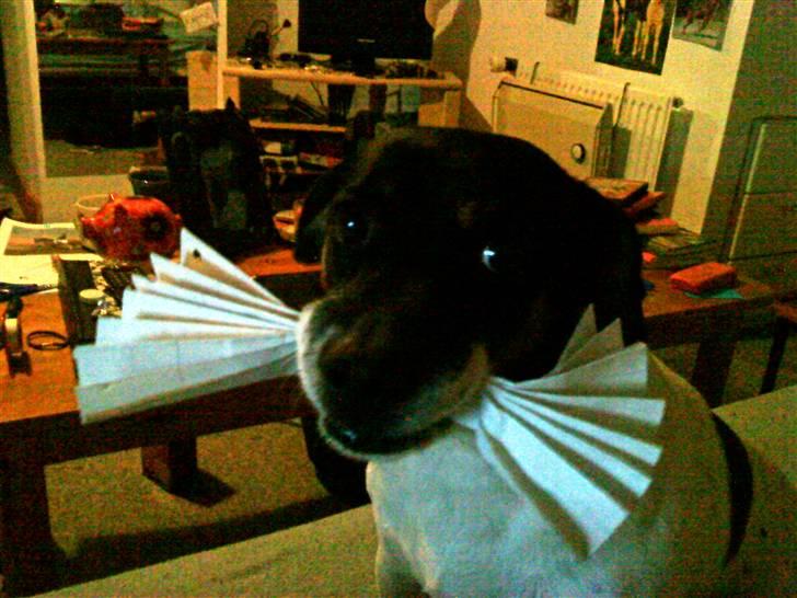 Dansk svensk gaardhund Plet billede 4