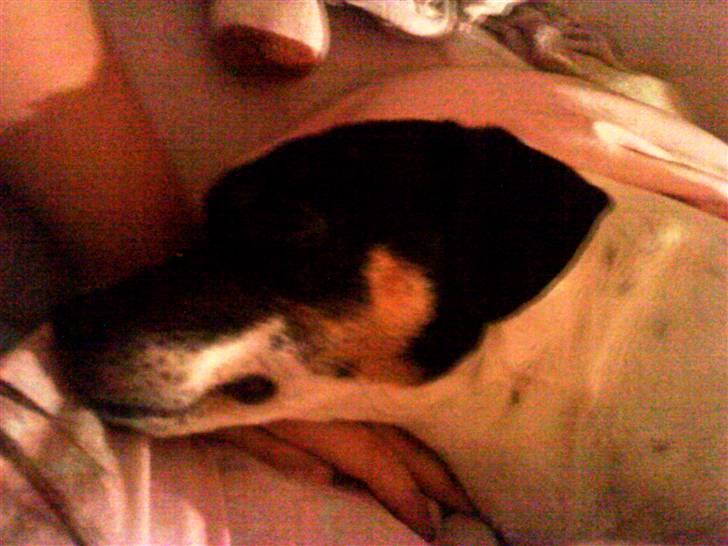 Dansk svensk gaardhund Plet billede 5