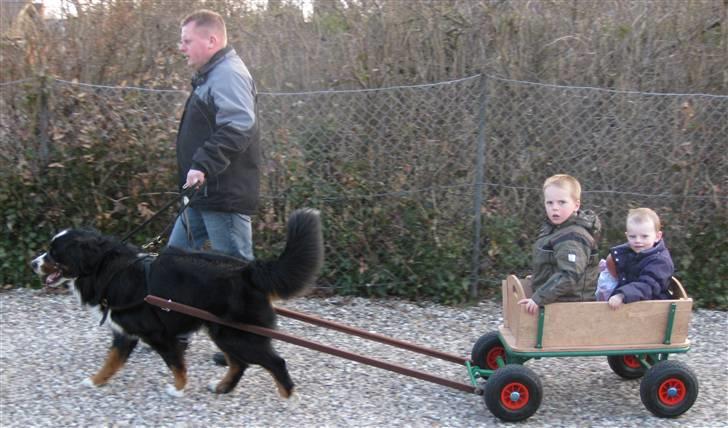 Berner sennenhund Banehavens Dalton billede 7