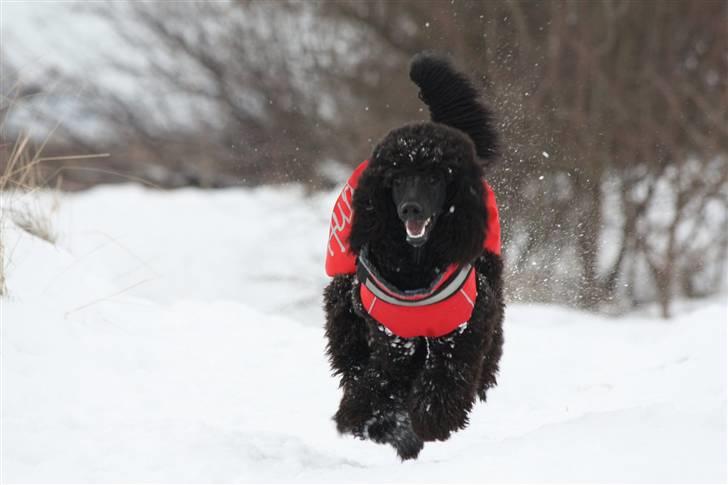 Storpuddel Kiwi - December 2010 billede 17