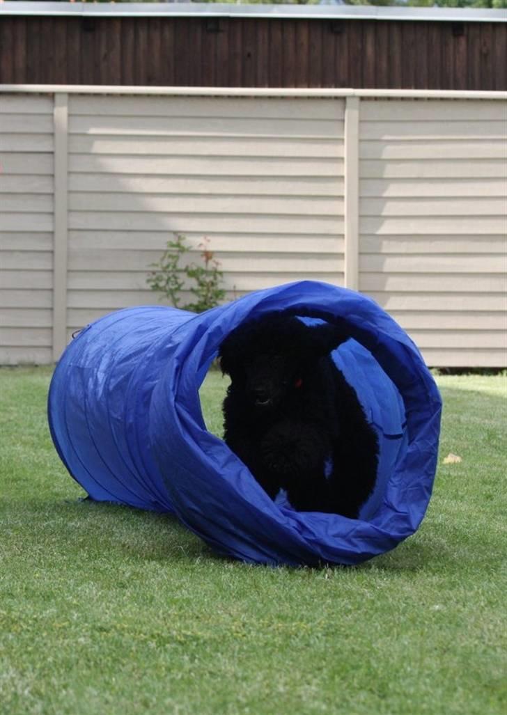 Storpuddel Kiwi - Leg i haven - juli 2010 billede 18