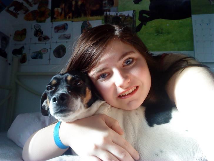 Dansk svensk gaardhund Plet billede 6