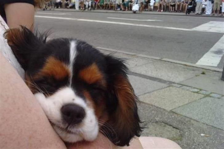 Cavalier king charles spaniel Tilde - Tilde ved optoget til Sønderborg Ringridning 2010 billede 6