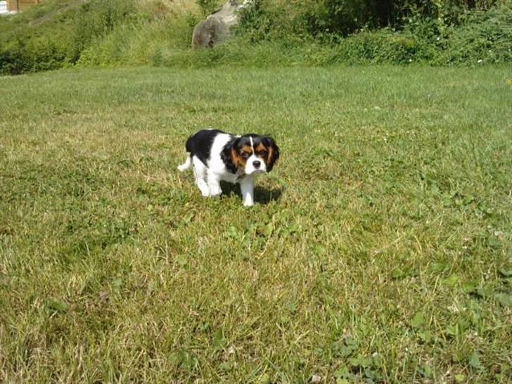 Cavalier king charles spaniel Tilde - Tilde 11uger i Augustenborg billede 7