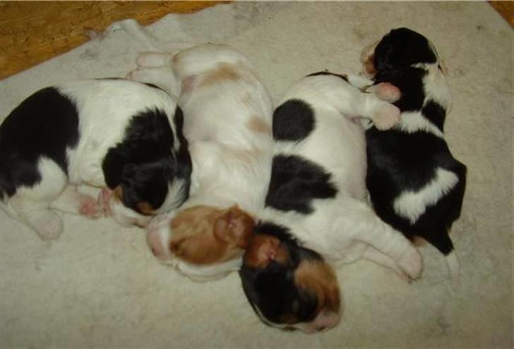 Cavalier king charles spaniel Tilde - Tilde med søskende fra vores første besøg :) billede 8