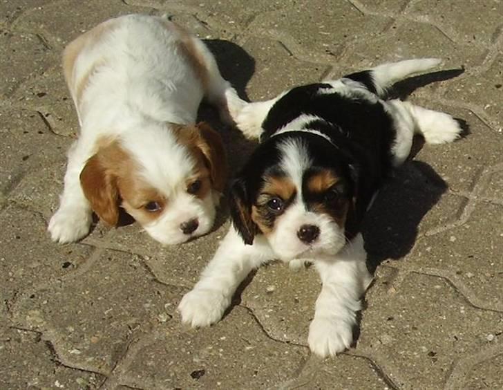 Cavalier king charles spaniel Tilde - Tilde sammen med sin søster billede 9