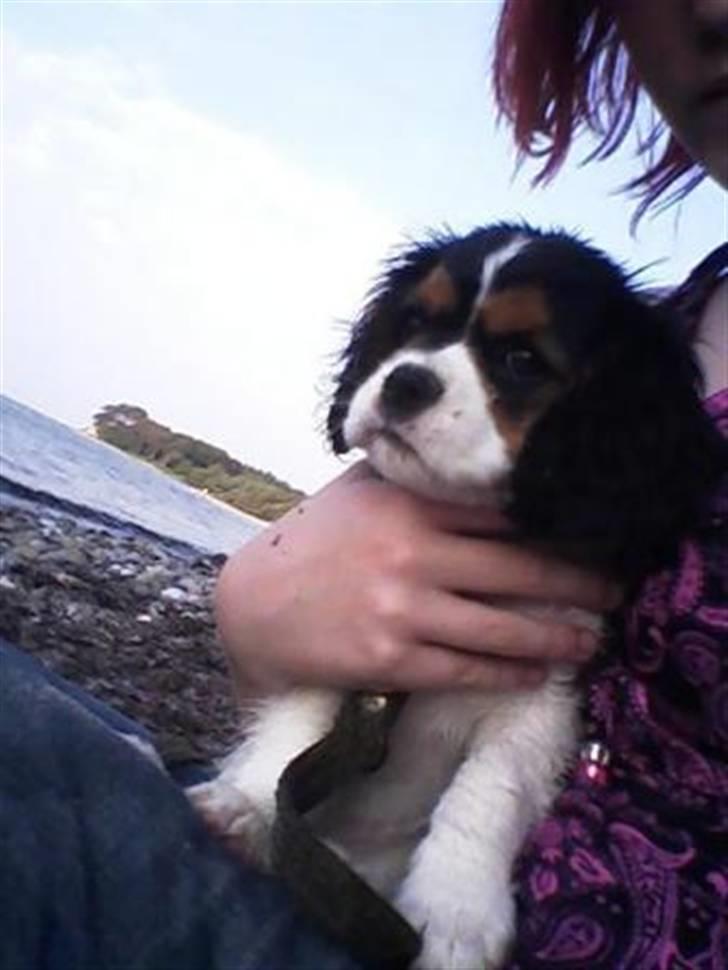 Cavalier king charles spaniel Tilde - Tilde på stranden billede 10