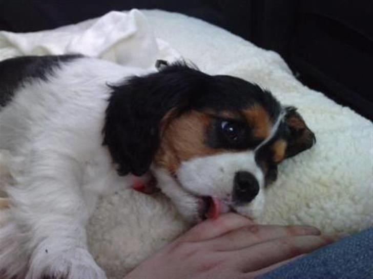 Cavalier king charles spaniel Tilde - Tilde på vej hjem billede 11