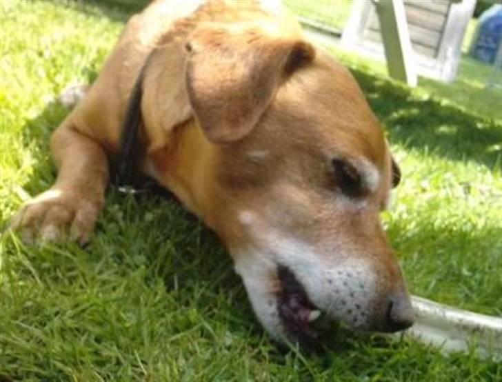 Blanding af racer Thayson R.i.p <3<3<3 billede 5