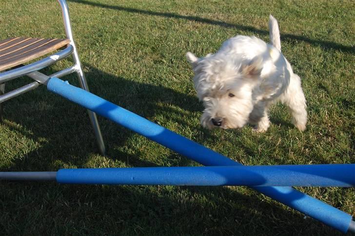 West highland white terrier Sofus billede 20