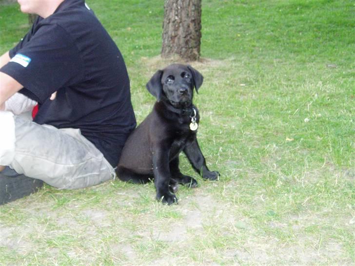 Blanding af racer Ecko broweiler R.I.P - Ecko 9 uger billede 8