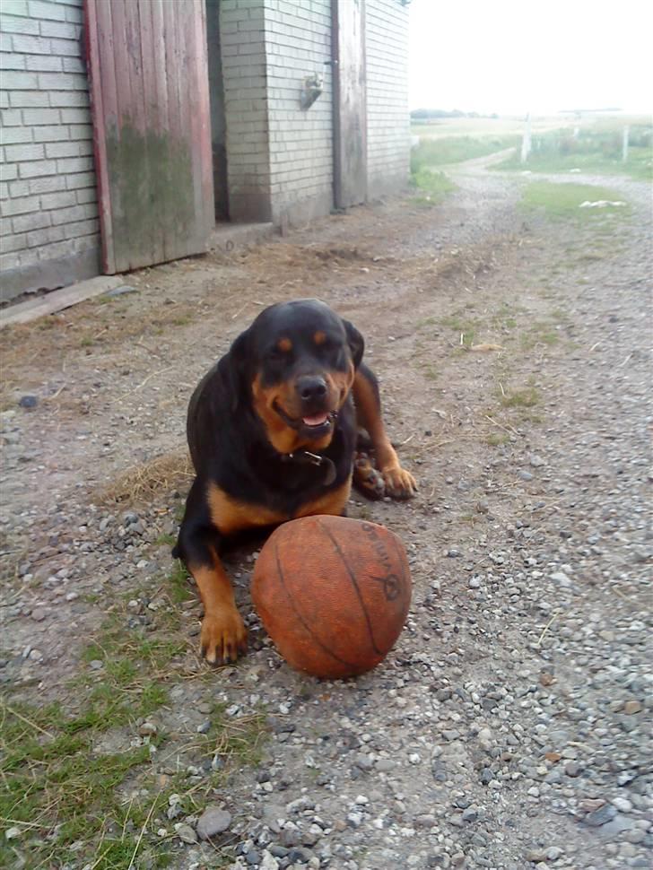 Rottweiler shiva/R.I.P - passer på bolden billede 11