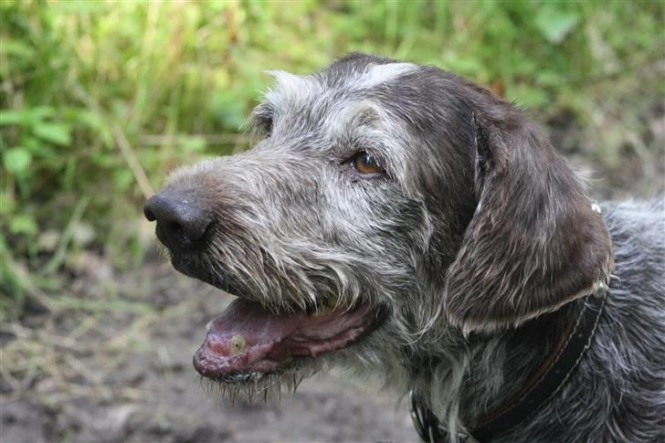 Ruhåret hønsehund Sargo - Ejj.. Hvor ser han dog bare glad ud på billedet! :D billede 9