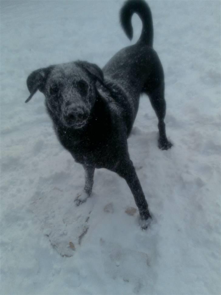Blanding af racer Zeus - Hans første vinter, først var han lidt bange for det, men så begyndte han at løbe rundt og stikke hele hoved ned i det :P billede 1