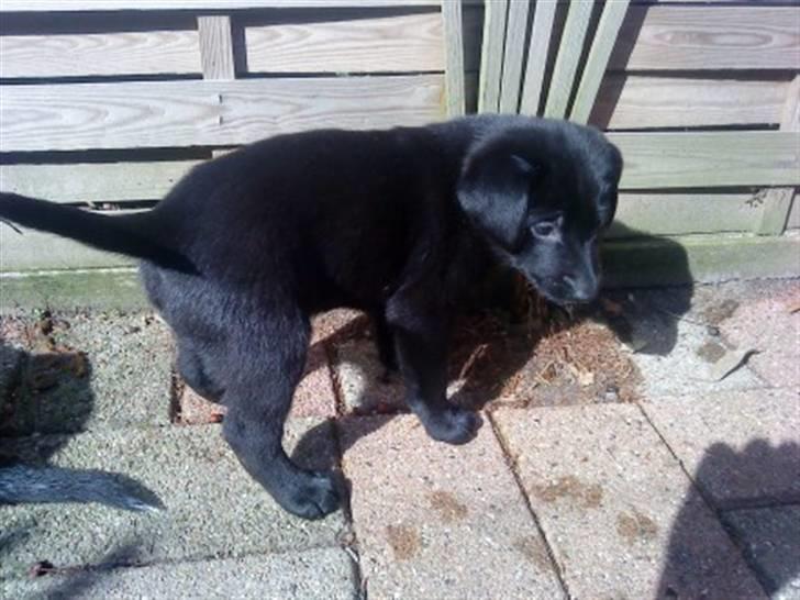 Blanding af racer Zeus - Zeus, billedet er taget inden vi fik ham :), et par uger gammel . billede 2