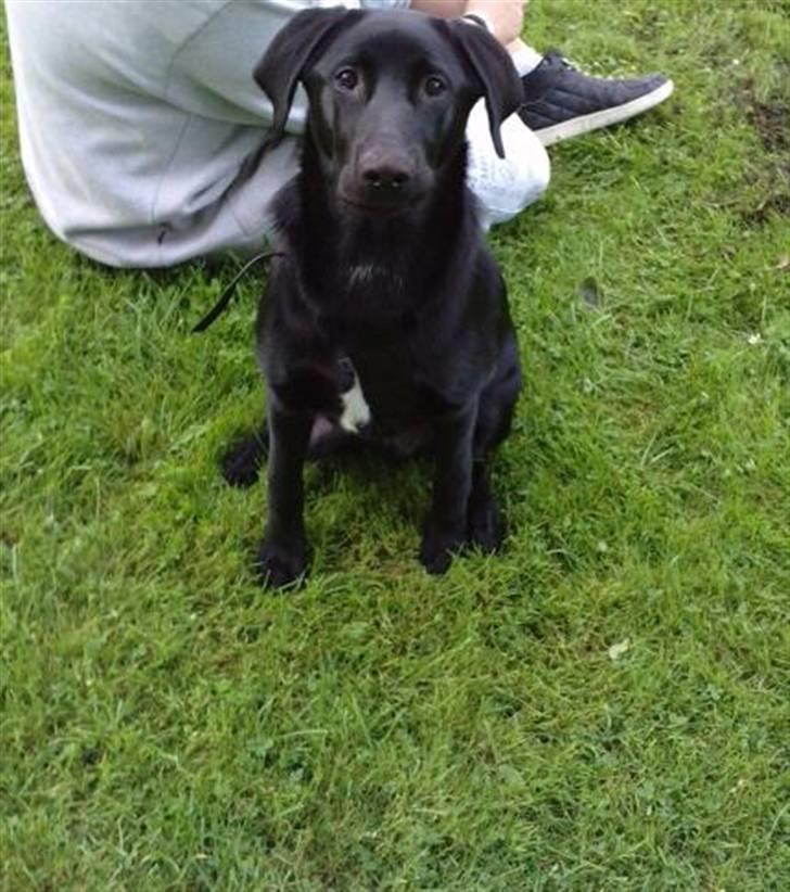 Blanding af racer Zeus - Zeus til hundetræning .. Utroligt han kan sidde så stille, har jeg sku aldrig oplevet :D billede 3