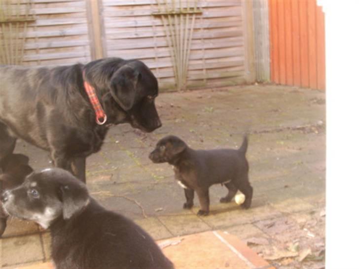 Blanding af racer Zeus - Zeus og Farmand . billede 4