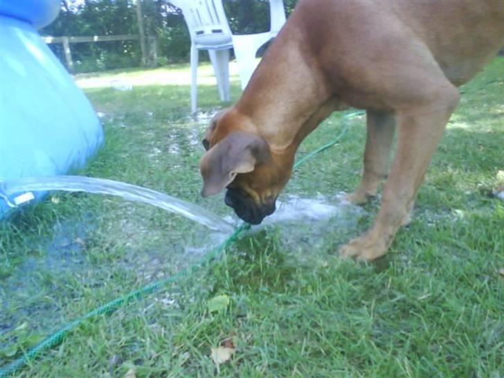 Boxer Tank billede 11