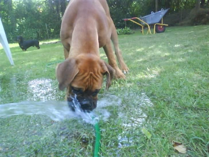 Boxer Tank billede 12