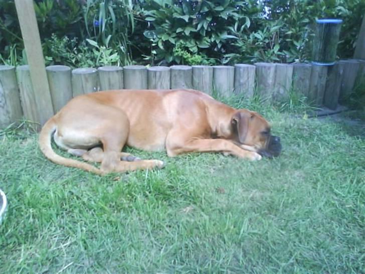 Boxer Tank billede 13