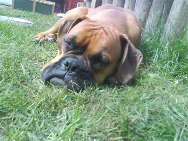 Boxer Tank billede 14