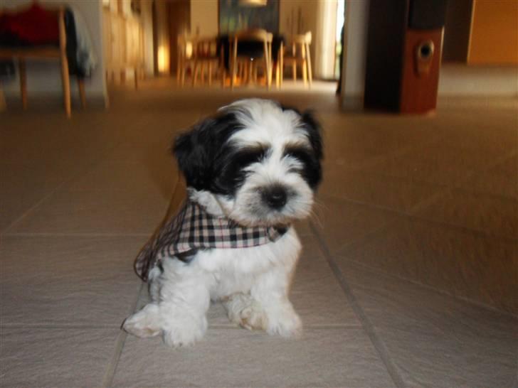 Lhasa apso zorro - Velkommen til Zorro´s profil. billede 1