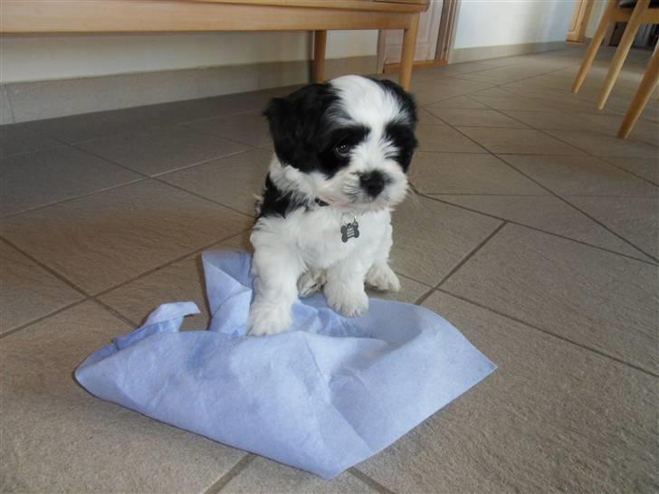 Lhasa apso zorro - Zorro og hans sutteklud. XD billede 2