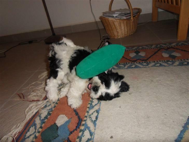 Lhasa apso zorro - Zorro kæmper mod sin hodpude. <3 billede 3