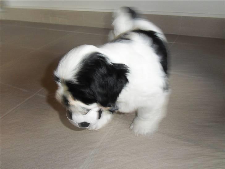 Lhasa apso zorro - Zorro leger.  billede 4
