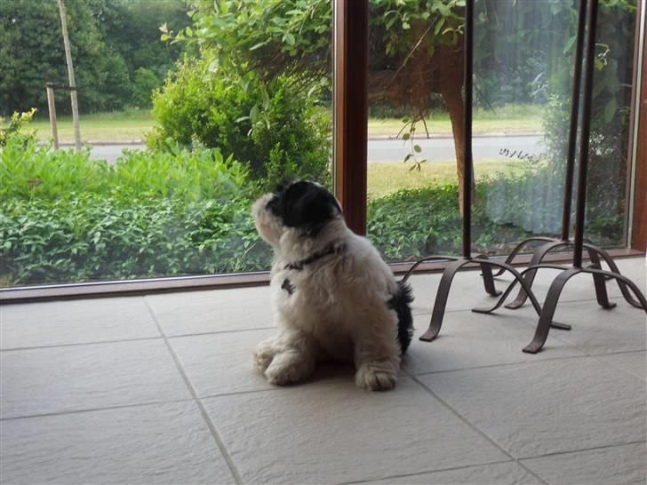 Lhasa apso zorro - Det klør. billede 5