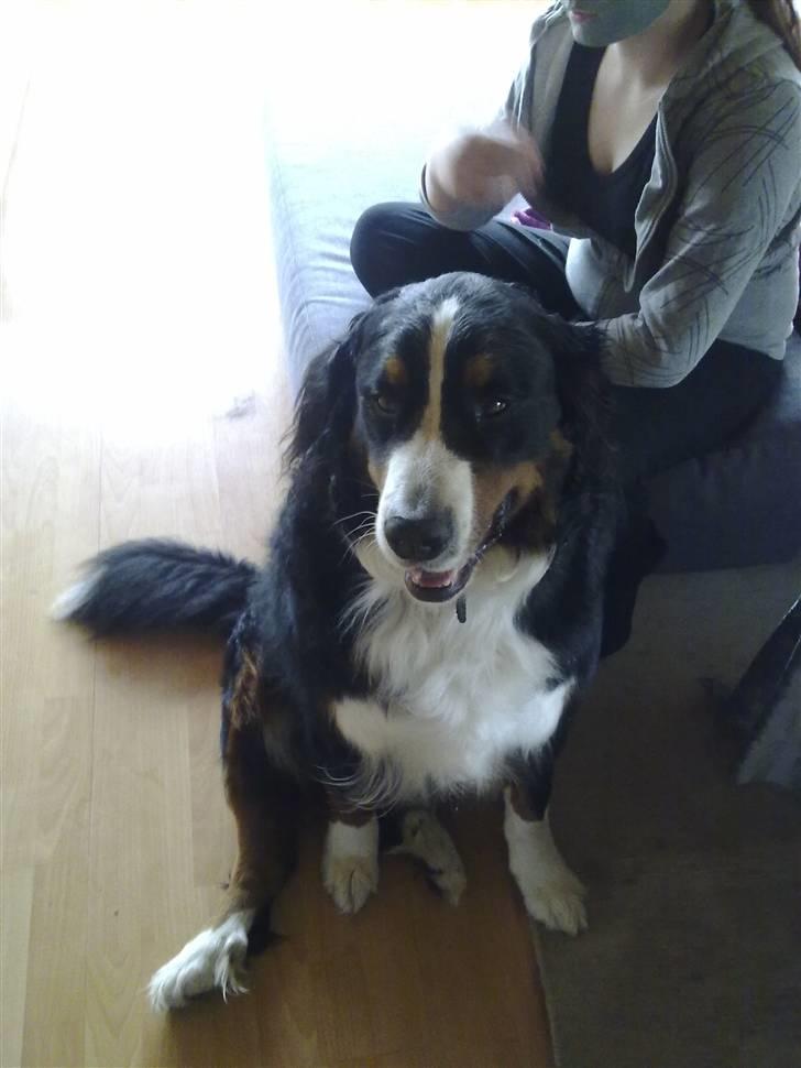 Berner sennenhund Samson billede 15