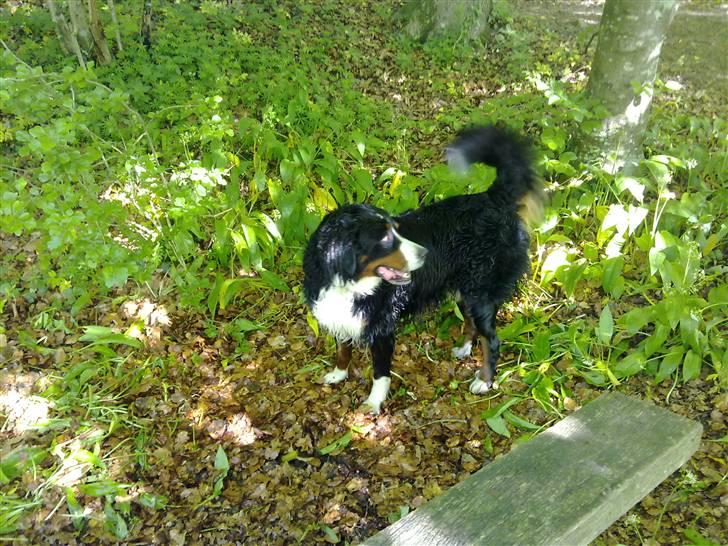 Berner sennenhund Samson billede 16