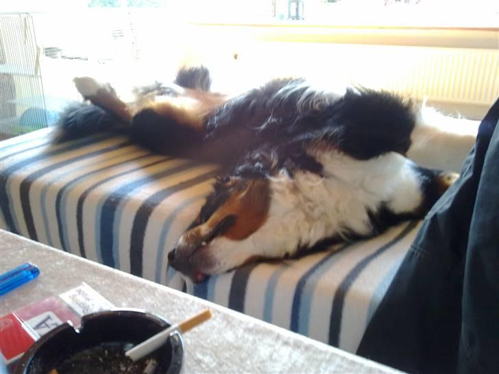 Berner sennenhund Samson billede 17