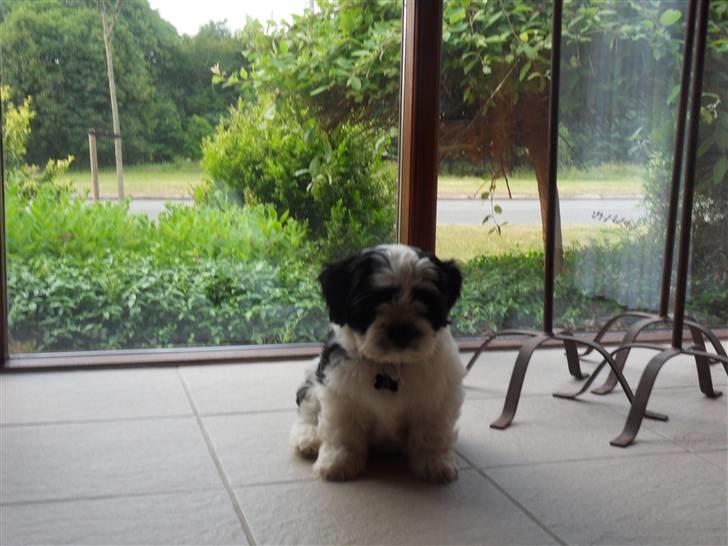 Lhasa apso zorro - Min Zorro. billede 6