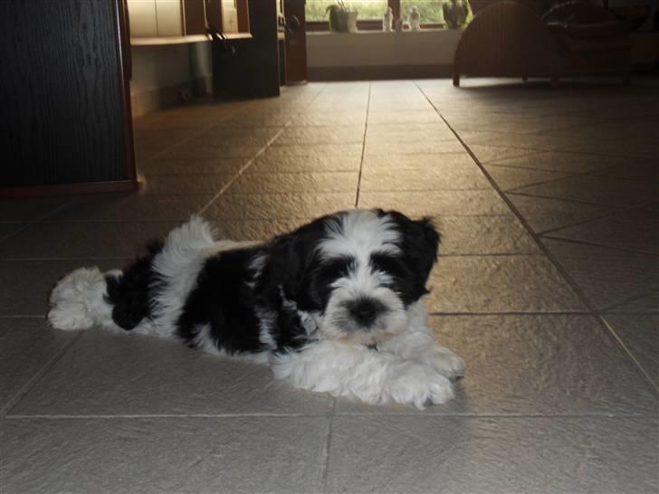 Lhasa apso zorro - Han er træt billede 7
