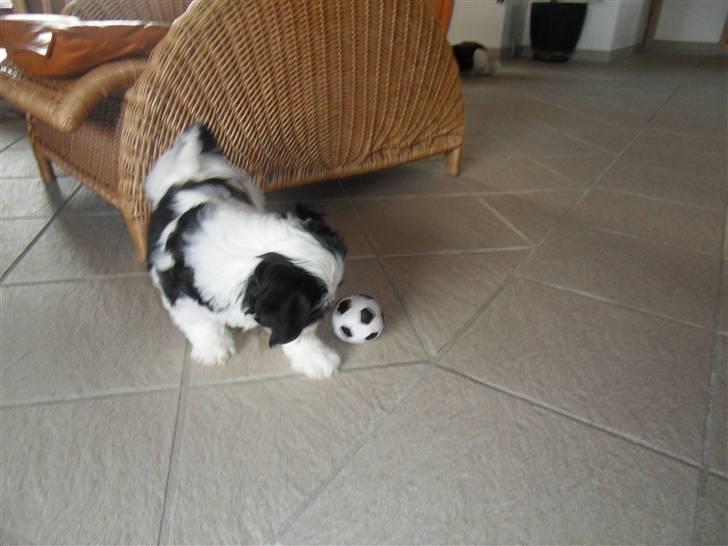 Lhasa apso zorro - laver en glidende takling billede 8